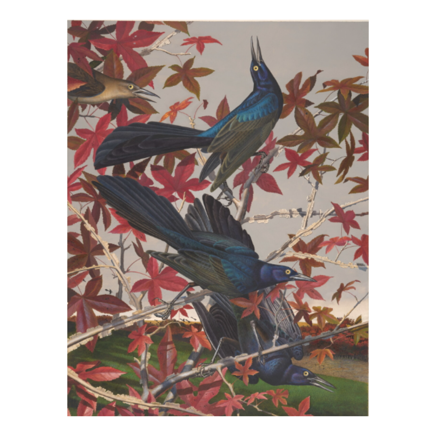 Magnet Great Tailed Grackle