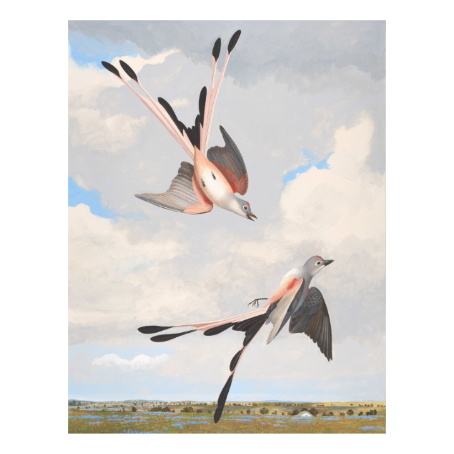 Magnet Scissor Tailed Flycatcher