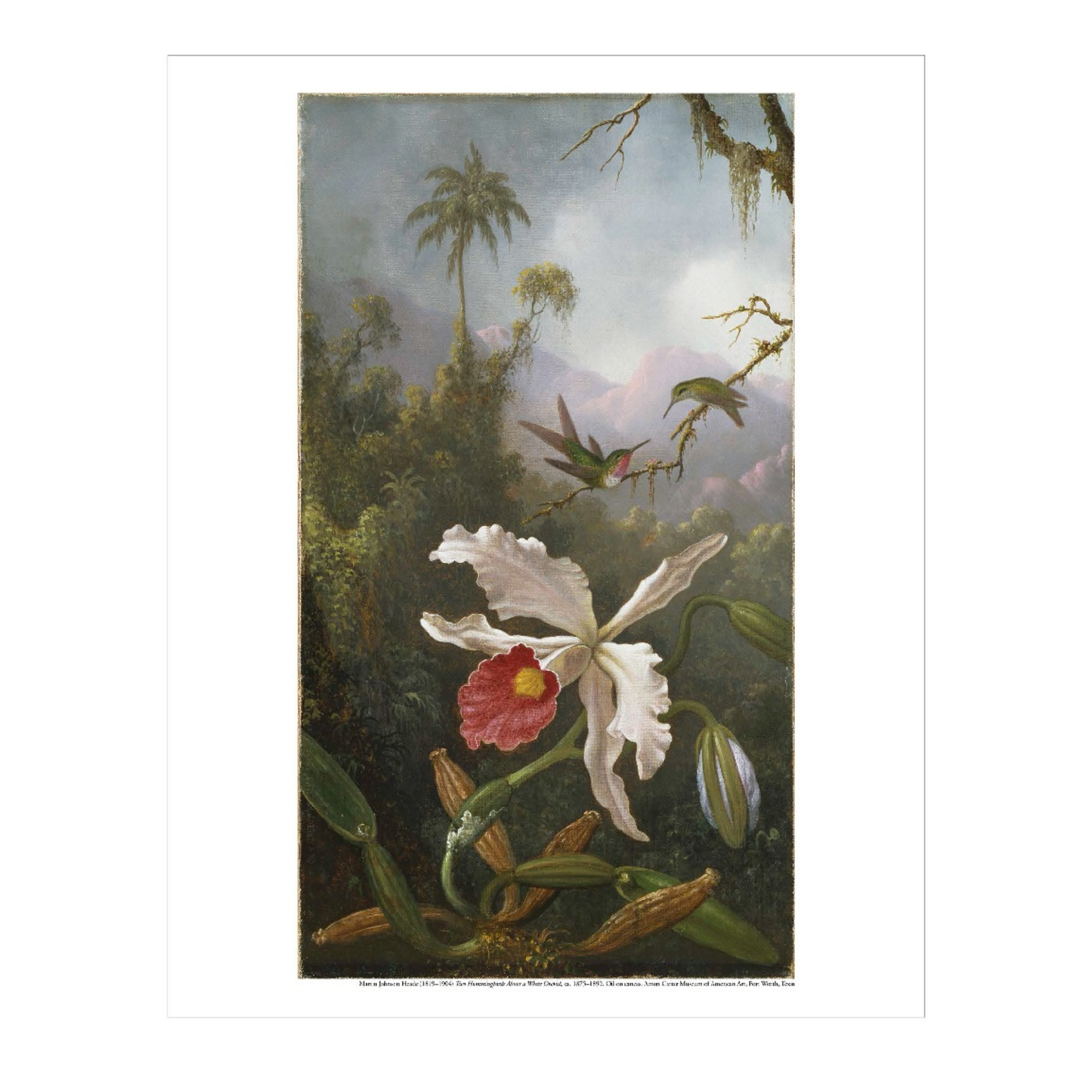 Amon Carter Poster Prints Two Hummingbirds Above a White Orchid