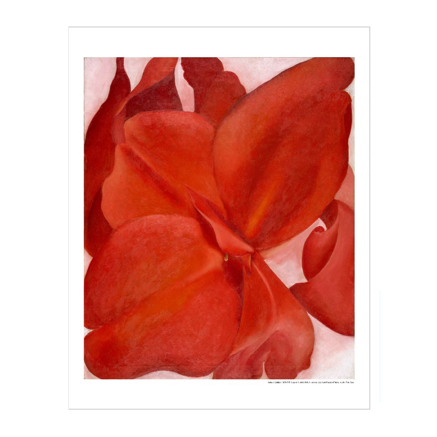 Amon Carter Poster Prints Red Cannas