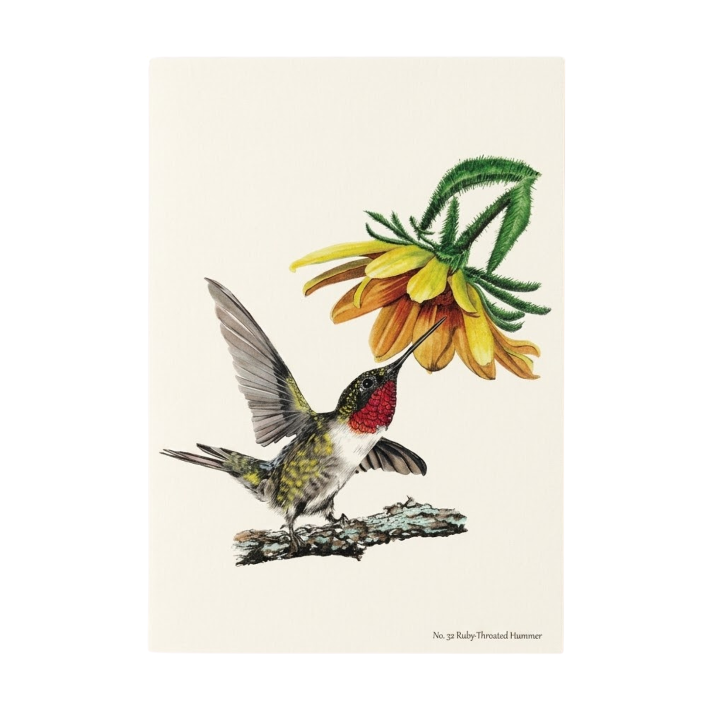 Ruby-Throated Hummer Notecard