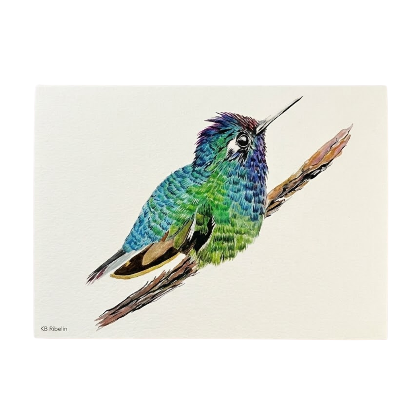 Violet-Headed Hummer Notecard