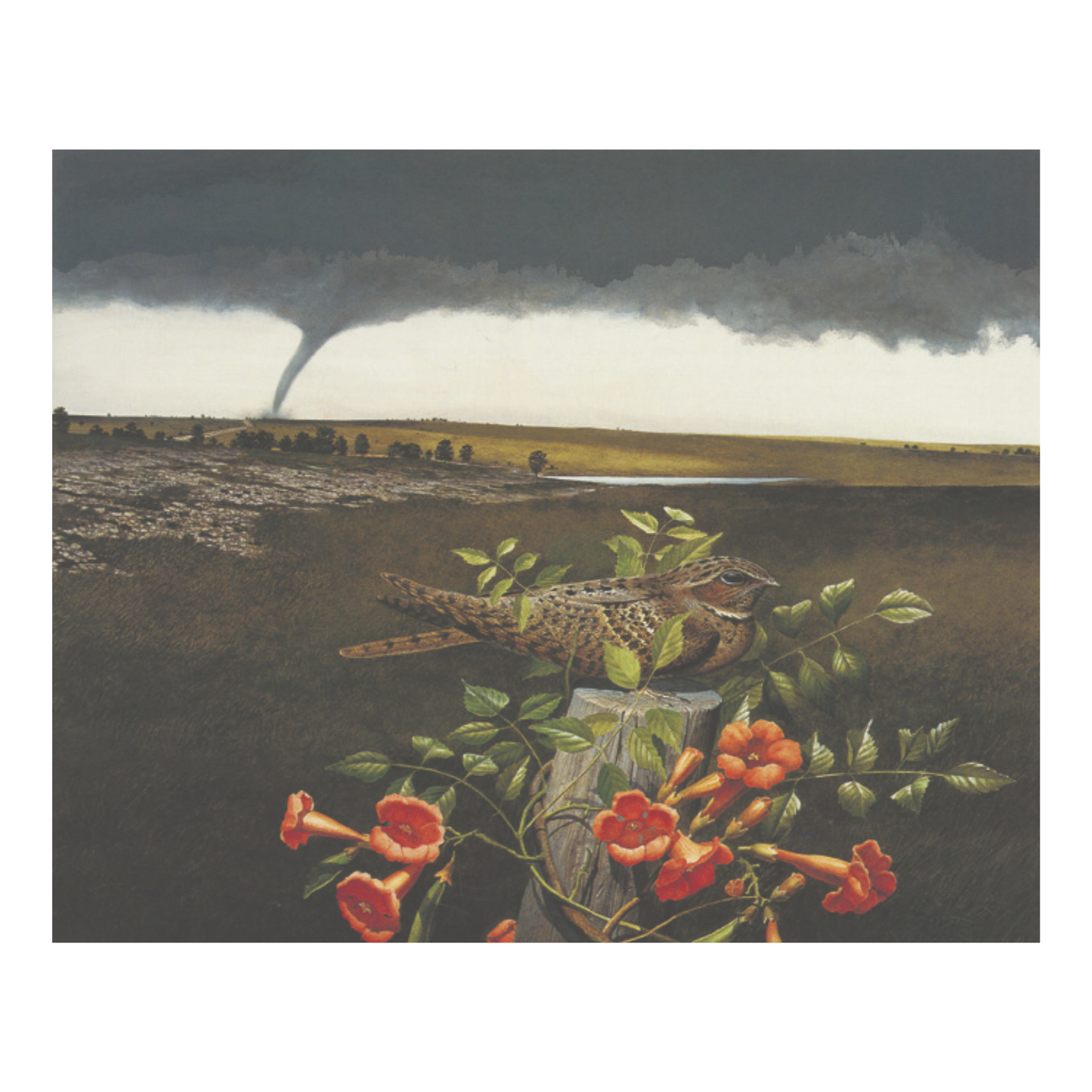 Magnet Chuck-will's Widow