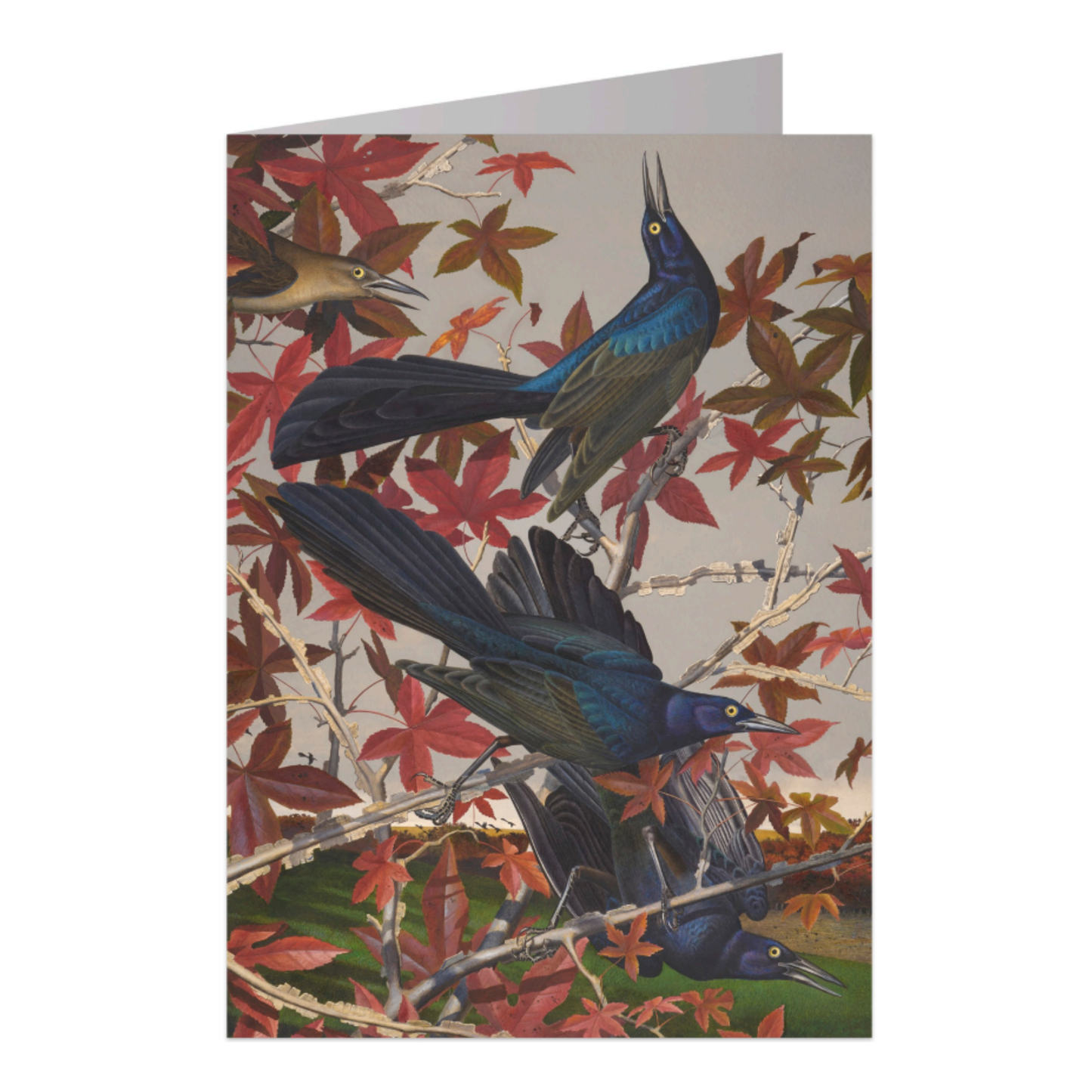 Great Tailed Grackle Notecard