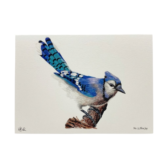 Blue Jay Notecard