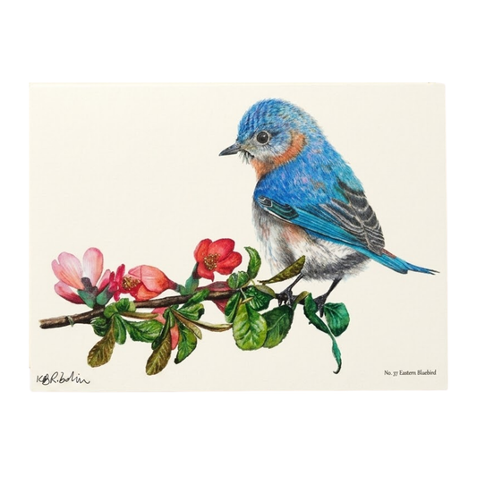 Eastern Bluebird Notecard