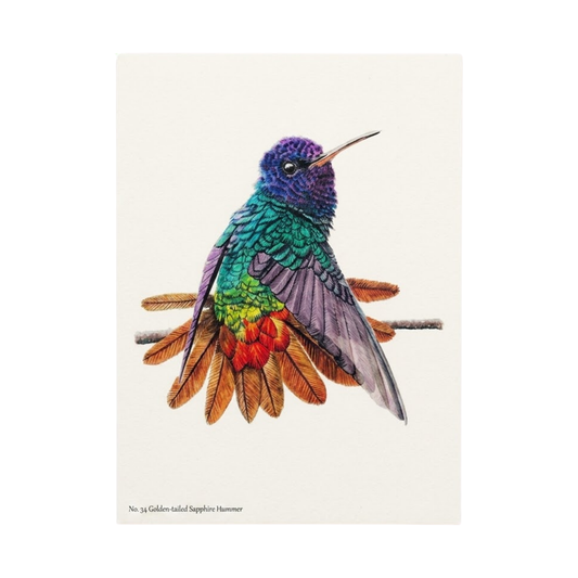 Golden - Tailed Sapphire Hummer Notecard
