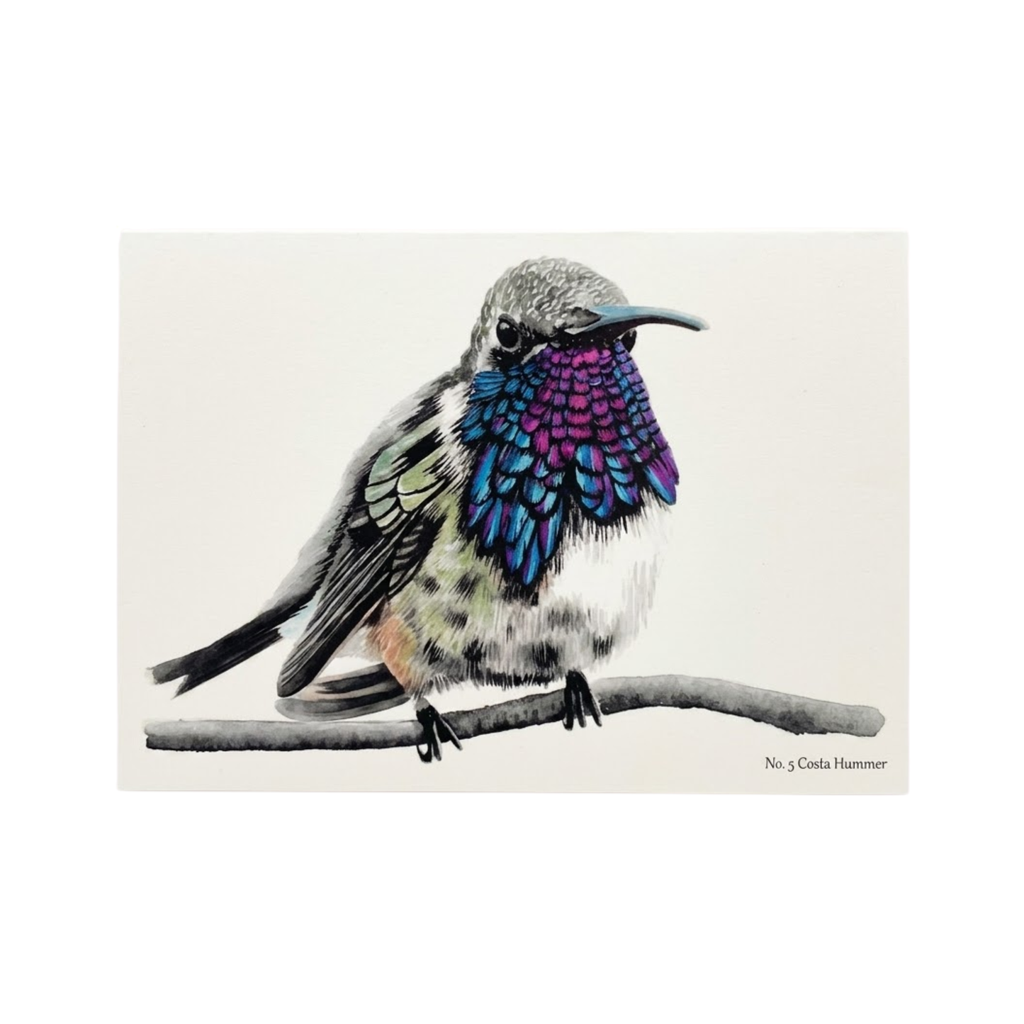 Costa Hummer Notecard