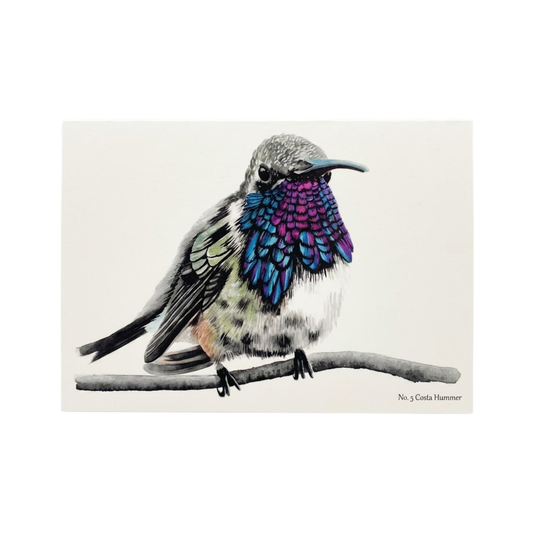 Costa Hummer Notecard