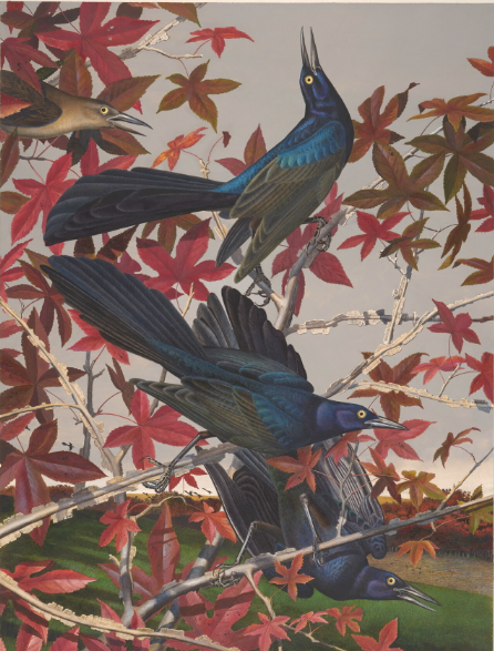 Amon Carter Poster Prints Great Tailed Grackle