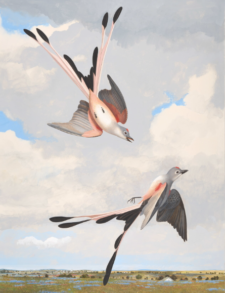 Amon Carter Poster Prints Scissor Tailed Flycatcher