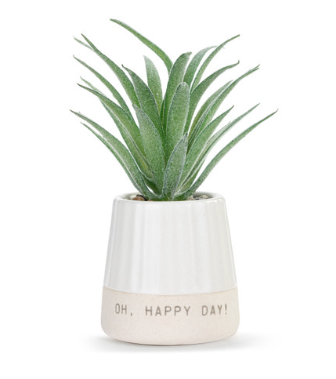 Happy Day Succulent