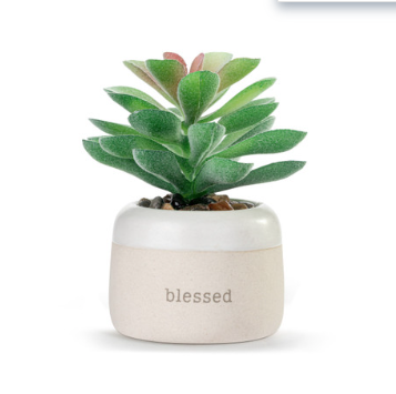 Blessed Just Because Succulent