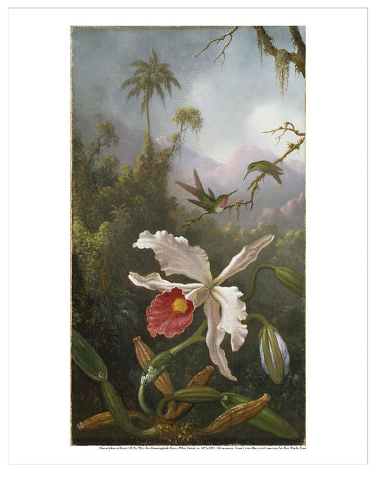 Amon Carter Poster Prints Two Hummingbirds Above a White Orchid